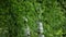 Beautiful birch trees in a summer forest blurred background