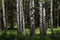 Beautiful birch trees with white birch bark in birch grove with green birch leaves