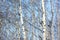 Beautiful birch trees in winter