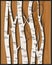 Beautiful birch trees on wood .