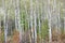 Beautiful birches in forest in autumn