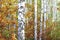 Beautiful birches in forest in autumn