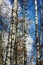 Beautiful birches in the forest in autumn