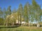 Beautiful birches lined up in a row