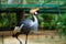 Beautiful bird, African grey crowned crane close up