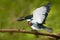 Beautiful bird. Amazon Kingfisher, with open wings, portrait of green and orange nice bird, CanoNegro, Costa Rica. Kingfisher from