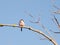 Beautiful bird in autumn tree branch up close blue sky