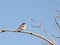 Beautiful bird in autumn tree branch up close blue sky