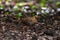 Beautiful bird, Bar-backed Partridge Arborophila brunneopectus in nature Thailand