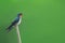 Beautiful bird (barn swallow) perching on branch