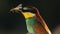 Beautiful bird bee-eater with locust in its beak