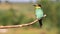 Beautiful bird bee-eater sits swinging on a branch