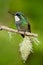 Beautiful bird. Blue and white small bird from mountain cloud forest in Costa Rica. White-throated Mountain-gem, Lampornis