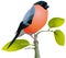 Beautiful bird bullfinch