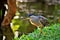 Beautiful bird Butorides striata at the edge of the pond