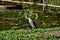 Beautiful bird Butorides striata in grass looking at lake water