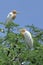 Beautiful Bird (cattle egret) perching on top of tree