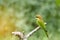 Beautiful bird Chestnut headed Bee eater on a branch.Merops leschenaulti