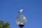 Beautiful bird Chroicocephalus ridibundus sitting on urban street lighting lamp, winter coated plumage black-headed Gull