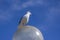 Beautiful bird Chroicocephalus ridibundus sitting on urban street lighting lamp, winter coated plumage black-headed Gull