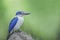 Beautiful bird ( Collared Kingfisher ) perching on the best branch