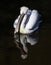 Beautiful bird curly white Pelican splashing fun in the dark la