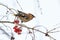 Beautiful bird eats red berries in winter