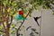 Beautiful bird Eupetomena macroura flying over the drinking fountain