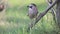 A beautiful bird of the Eurasian jay, Garrulus glandarius, sits on an old branch