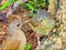 Beautiful bird feeding your puppy in nature