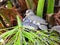 Beautiful bird feeding your puppy in the wild nest