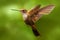 Beautiful bird in flight. Hummingbird Brown Inca, Coeligena wilsoni, flying next to beautiful pink flower, green background