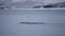 Beautiful bird flock in calm wavy fjord water with snowy mountain background