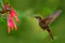 Beautiful bird with flower. Hummingbird Brown Inca, Coeligena wilsoni, flying next to beautiful pink flower, pink bloom in
