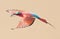 Beautiful Bird Flying, Carmine Bee Eater