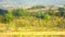 Beautiful bird flying in wheat harvested fields