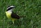 Beautiful bird Great Kiskadee Pitangus sulphuratus sitting in the grass