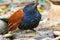 Beautiful bird greater coucal or crow pheasant (Centropus sinensis)