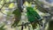 Beautiful bird green broadbill perching on a branch. Whitehead's Broadbill bird endemic of Borneo