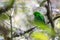 Beautiful bird green broadbill perching on a branch. Whitehead's Broadbill bird endemic of Borneo