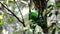 Beautiful bird green broadbill perching on a branch. Whitehead`s Broadbill bird endemic of Borneo in 4