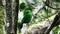Beautiful bird green broadbill perching on a branch. Whitehead`s Broadbill bird endemic of Borneo in 4