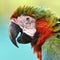 Beautiful bird green winged macaw