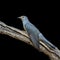 Beautiful bird, Himalayan Cuckoo