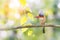 Beautiful bird holding worm in mouth perching alone.