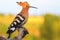 Beautiful bird hoopoe sitting on a branch on a sunny morning