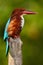 Beautiful bird from India. White-throated Kingfisher, Halcyon smyrnensis, exotic brawn and blue bird sitting on the branch, Sri La