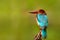 Beautiful bird from India. White-throated Kingfisher, Halcyon smyrnensis, exotic brawn and blue bird sitting on the branch, Sri La