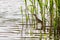 Beautiful bird kulik - sparrow in reeds