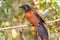 Beautiful bird Lesser coucal or crow pheasant Centropus sinensis  on branch in Doi Inthanon Natural Park, Chiangmai ,Thailand